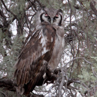 Verreaux's Eagle-Owl